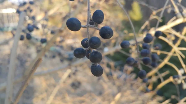 Closeup view of Black mountain ash berries — Stock Photo, Image