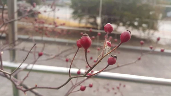 Кусты роз с красными ягодами, свисающими с ветвей растений — стоковое фото