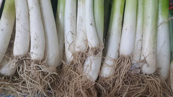 Vista de cerca de hojas blancas y verdes con raíces cebollas . —  Fotos de Stock