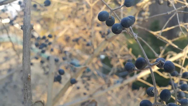 Вид крупным планом на черные ягоды рябины — стоковое фото