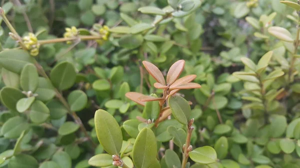 Closeup pohled na zelené listy v jarní sezóně. — Stock fotografie