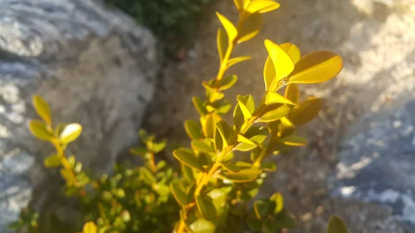 Vue rapprochée des feuilles vertes au printemps . — Photo