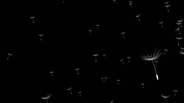 Крупный план одуванчика или воздушного шара на черном фоне Лицензионные Стоковые Фото