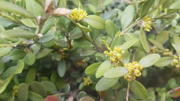 Vista de cerca de las hojas verdes en la temporada de primavera . —  Fotos de Stock