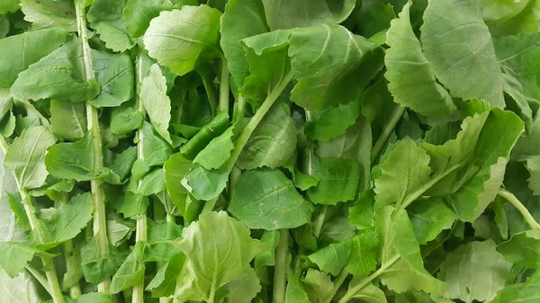 Close-up vista de exuberantes folhas verdes de vegetais espinafre. Fundo vegetal . — Fotografia de Stock