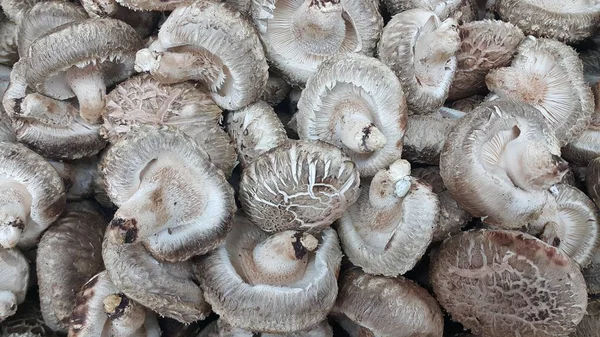 Крупним планом вид на велику купу свіжих зібраних грибів — стокове фото