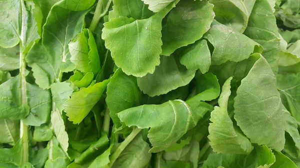Närbild av utsikten över lummiga gröna blad spenat grönsaker. Vegetabiliska bakgrund. — Stockfoto