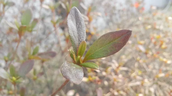 Vista de cerca de las hojas verdes en la temporada de primavera . —  Fotos de Stock