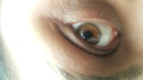 Closeup macro view of human brownish eye with long eyelashes and eyebrows