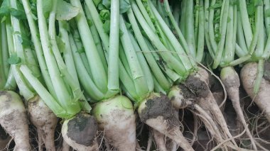 Beyaz turp kökleri yeşil yaprakları ile pazarda yer