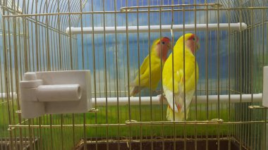 Halka açık park hayvanat bahçesinde bir kafesiçinde Papağan