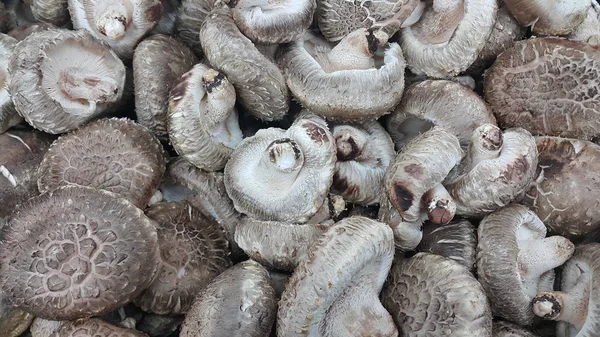 Closeup view of big pile of fresh harvested mushroom — Stock Photo, Image