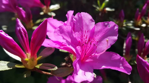 Vista de cerca de varias flores rosadas bajo la luz del sol con pétalos rosados — Foto de Stock