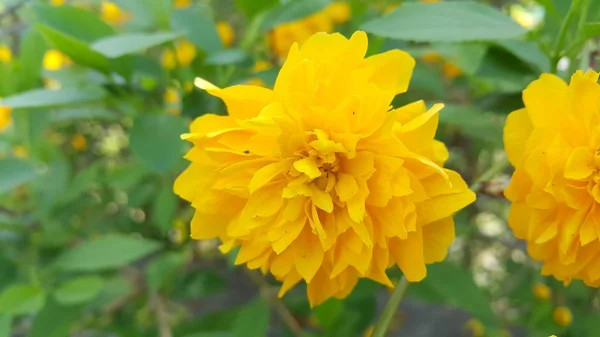 Yeşil yapraklı arka planda sevimli sarı çiçeğin yakın görüntüsü — Stok fotoğraf