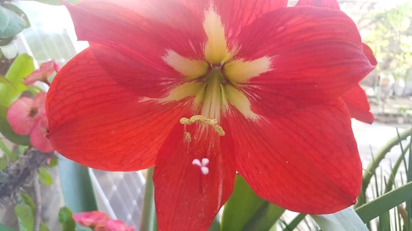 Fiore rosso con stami e foglie verdi sullo sfondo — Foto Stock