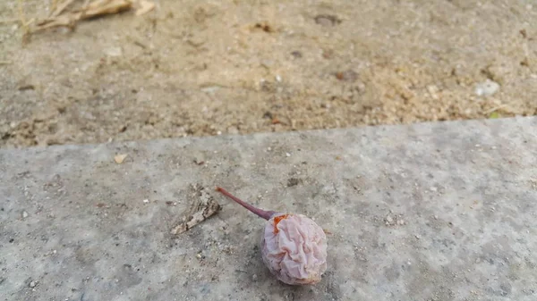 Ginkgo Biloba porca ou fruta no chão cor cinza pavimentado — Fotografia de Stock