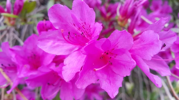 ピンクの花びらと日光の下でいくつかのピンクの花のクローズアップビュー — ストック写真