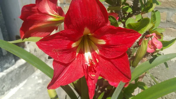 Fiore rosso con stami e foglie verdi sullo sfondo — Foto Stock