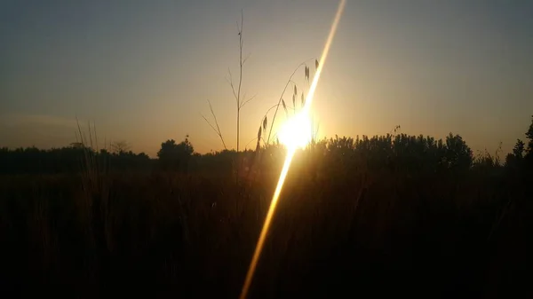 背景に夕日に野生の草を振って美しいシーン — ストック写真