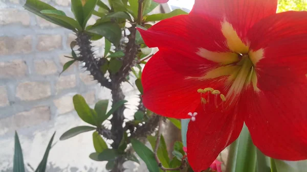 Красный цветок с тычинками и зелеными листьями на заднем плане — стоковое фото
