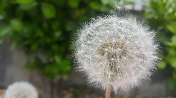 Delikat fluffigt blomma selektivt fokuserat på en suddig grön lämnar bakgrunden — Stockfoto