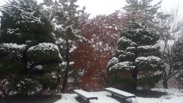 Sníh na zemi a větve stromů v zimní sněhové sezóně — Stock video