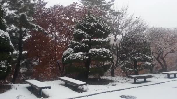 Sneeuw op de grond en boomtakken in de winter sneeuwval seizoen — Stockvideo