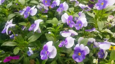 Yeşil yaprakları ile güzel bir taze beyaz ve mor çiçek yakın