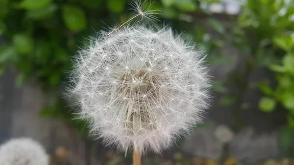 Delikat fluffigt blomma selektivt fokuserat på en suddig grön lämnar bakgrunden — Stockfoto