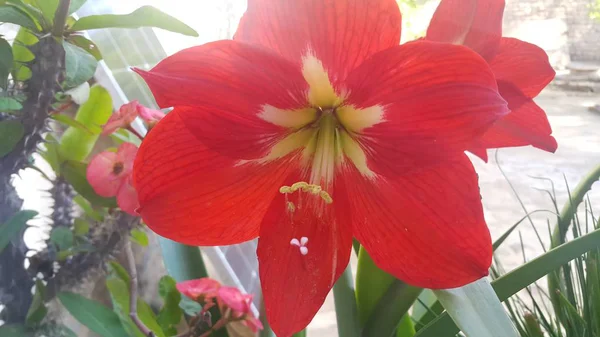 Flor roja con estambres y hojas verdes en el fondo —  Fotos de Stock