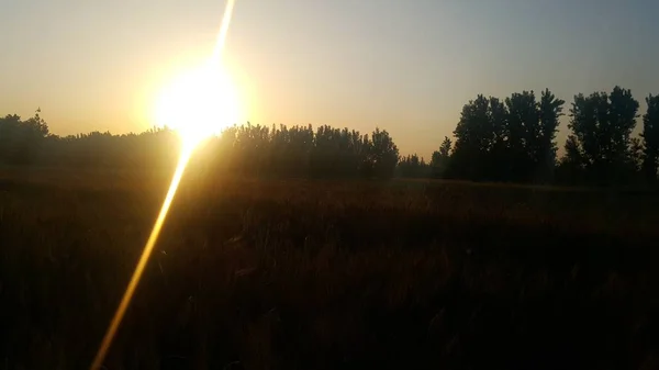 Hermosa escena con hierba silvestre ondeando en una puesta de sol en el fondo — Foto de Stock