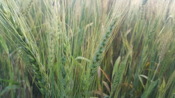 Closeup view of barley spikelets or rye in barley field. — Stock Photo, Image