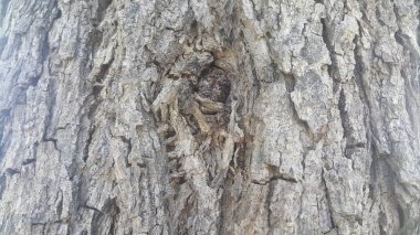 arka plan ve doku için ağaç soyma makro yakın doku