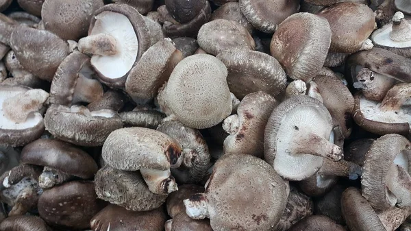 Vista de close-up de grande pilha de cogumelo fresco colhido — Fotografia de Stock