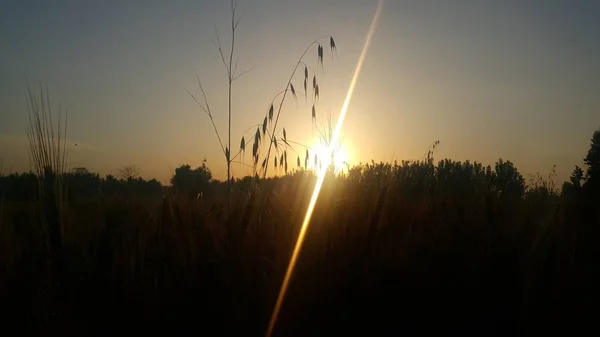 Beautiful scene with waving wild grass on a sunset in the background — Stock Photo, Image