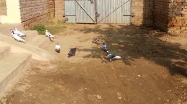 Güvercin sürüsü çamurlu bir zeminde tahıl gagalar. Güneşli bir günde tahıl yiyen renkli güvercinler.