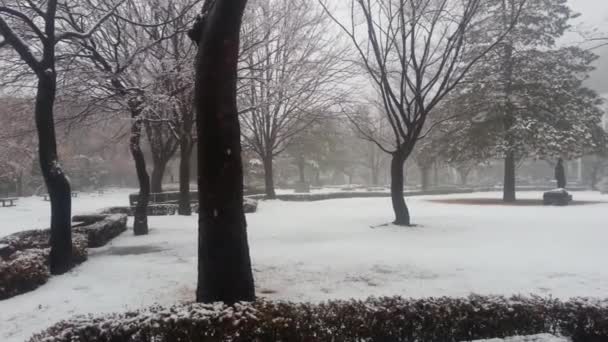 Snö på marken och trädgrenar i vinter snöfall säsong — Stockvideo