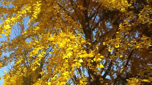 Färgglada gula, gröna och orangefärgade löv som rör sig i frisk luft under hösten — Stockvideo