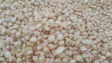 Closeup seçici jowar görünümü focues (Sorgum) arka plan olarak düzenlemek