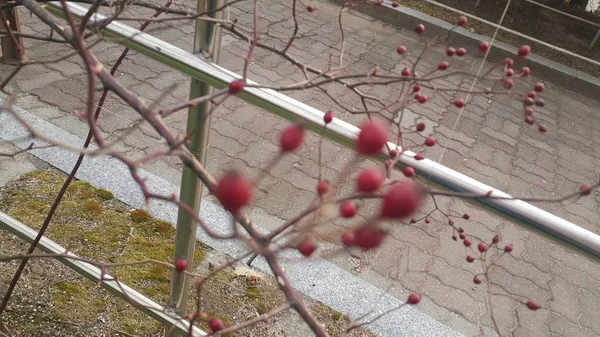 狗玫瑰灌木丛与红色浆果挂在植物树枝 — 图库照片