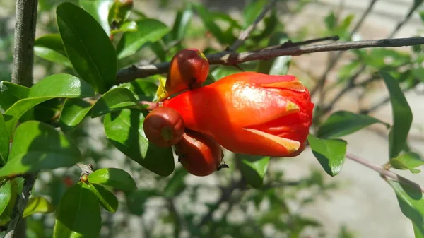 Flor roja con estambres y hojas verdes en el fondo —  Fotos de Stock