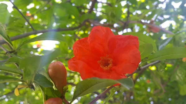 背景に樹木と緑の葉を持つ赤い花 — ストック写真