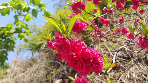 Vista de perto de várias flores cor-de-rosa sob a luz do sol com pétalas rosa — Fotografia de Stock