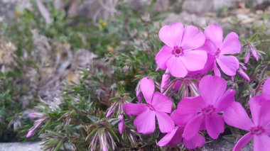 Pembe yaprakları ile güneş ışığı altında birkaç pembe çiçek görünümü yakın