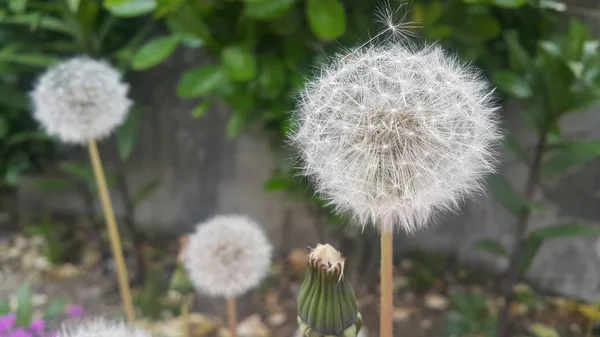 Delikat fluffigt blomma selektivt fokuserat på en suddig grön lämnar bakgrunden — Stockfoto