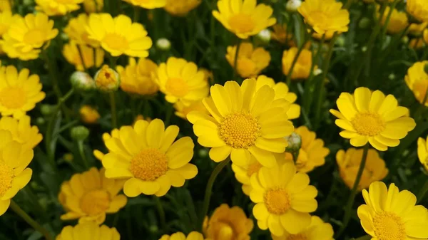 Szoros kilátás szép sárga virág ellen zöld levelek háttér — Stock Fotó