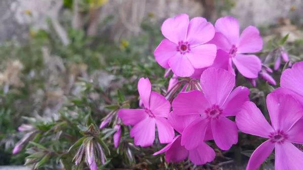 阳光下几朵粉红色花朵与粉红色花瓣的特写镜头 — 图库照片