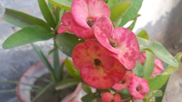 Red flower with stamens and green leaves in background — Stock Photo, Image