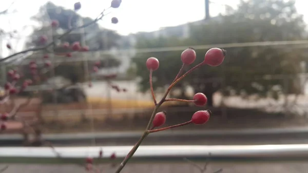 Perro rosales con bayas rojas colgando de ramas de plantas —  Fotos de Stock