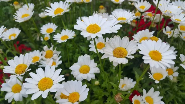 Gros plan d'une belle fleur blanche fraîche avec fond de feuilles vertes — Photo